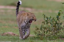 Leopardo patrullando