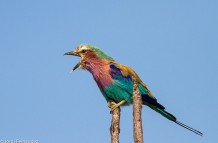 Lillac brested Roller
