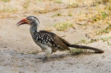 Southern Red-billed hornbill