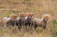 Cachorros de cheetah