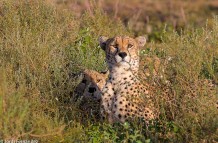 Three cheetah brothers