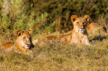 Relaxed cubs